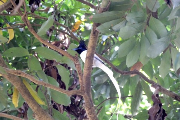 Asian Paradise Flycatcher Hike